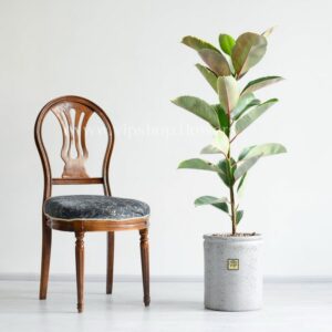 فیکوس طلایی از درختچه های مقاوم و ماندگار است