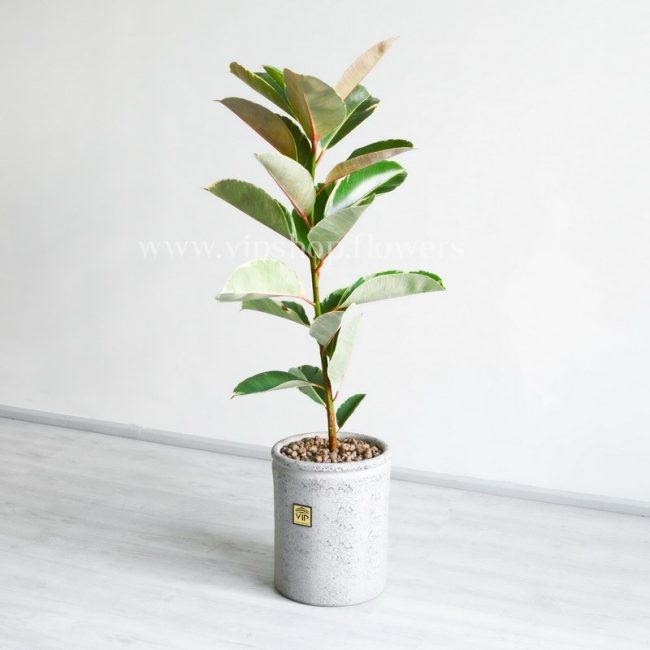Ficus Altissima G2
