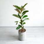 گلدان آپارتمانی فیکوس ابلق - Image 4