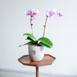 ارکیده صورتی دوشاخه روی میز