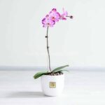 گلدان ارکیده زرد خالدار - گلفروشی آنلاین VIP Shop