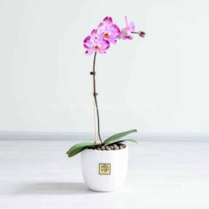 گلدان ارکیده زرد خالدار - گلفروشی آنلاین VIP Shop