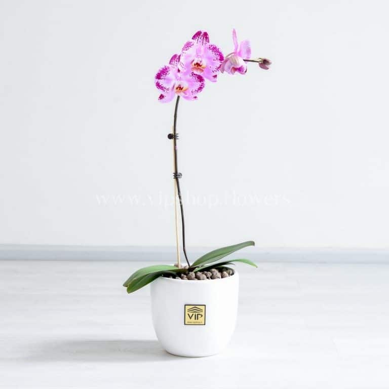 گلدان ارکیده زرد خالدار - گلفروشی آنلاین VIP Shop