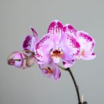 گلدان ارکیده زرد خالدار - گلفروشی آنلاین VIP Shop