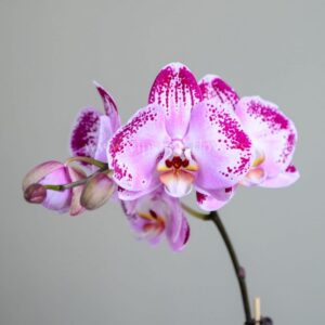 گلدان ارکیده زرد خالدار - گلفروشی آنلاین VIP Shop