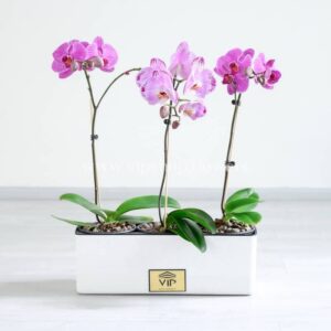 پک گلدان ارکیده صورتی بسیار خاص است.