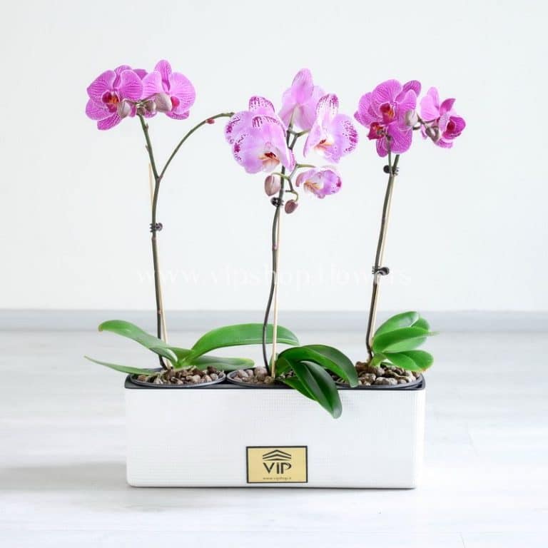 پک گلدان ارکیده صورتی بسیار خاص است.
