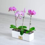 پک گلدان ارکیده صورتی ظاهری جذب کننده دارد.