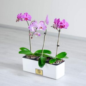 پک گلدان ارکیده صورتی ظاهری جذب کننده دارد.