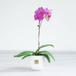 گلدان آپارتمانی ارکیده بنفش رگه سفید - گلفروشی آنلاین VIP Shop