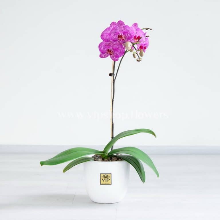 گلدان آپارتمانی ارکیده بنفش رگه سفید - گلفروشی آنلاین VIP Shop