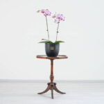 ابعاد گلدان ارکیده صورتی بنفش خالدار مناسب است.