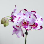 گل ارکیده صورتی بنفش خالدار بسیار زیبا است.