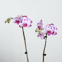 گلدان ارکیده صورتی بنفش خال دار - 7