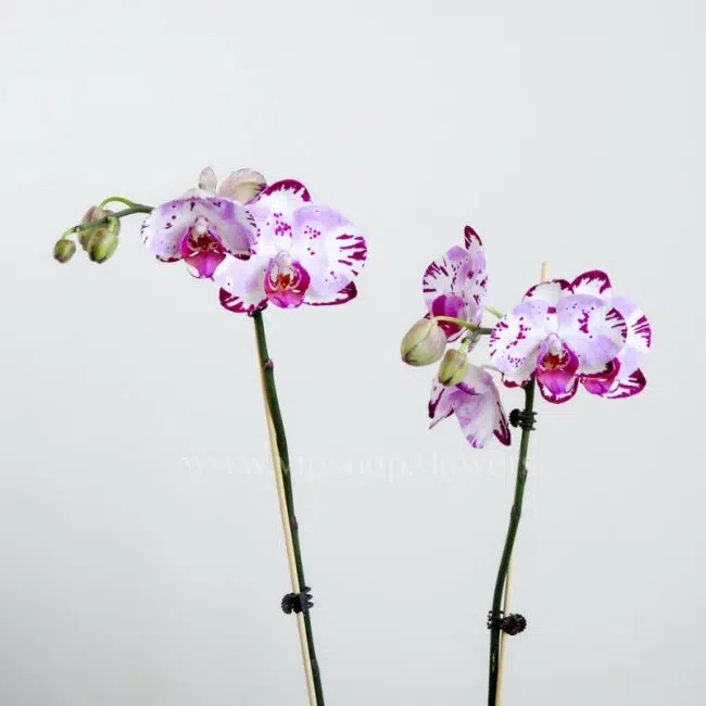 PhalaenopsisOrchids Houseplant g3