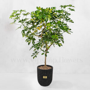 خرید گیاه آپارتمانی شفلرا- گلفروشی آنلاین VIP Shop