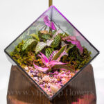 تراریوم مکعبی با استند نوری - گلفروشی آنلاین vipshop