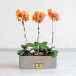 پک گلدان آپارتمانی ارکیده لیمویی