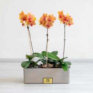 پک گلدان آپارتمانی ارکیده لیمویی