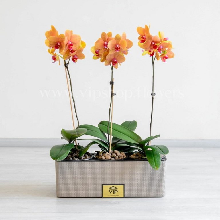 پک گلدان آپارتمانی ارکیده لیمویی
