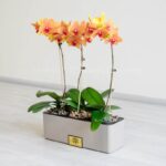 پک گلدان آپارتمانی لیمویی با گلدان زیبا