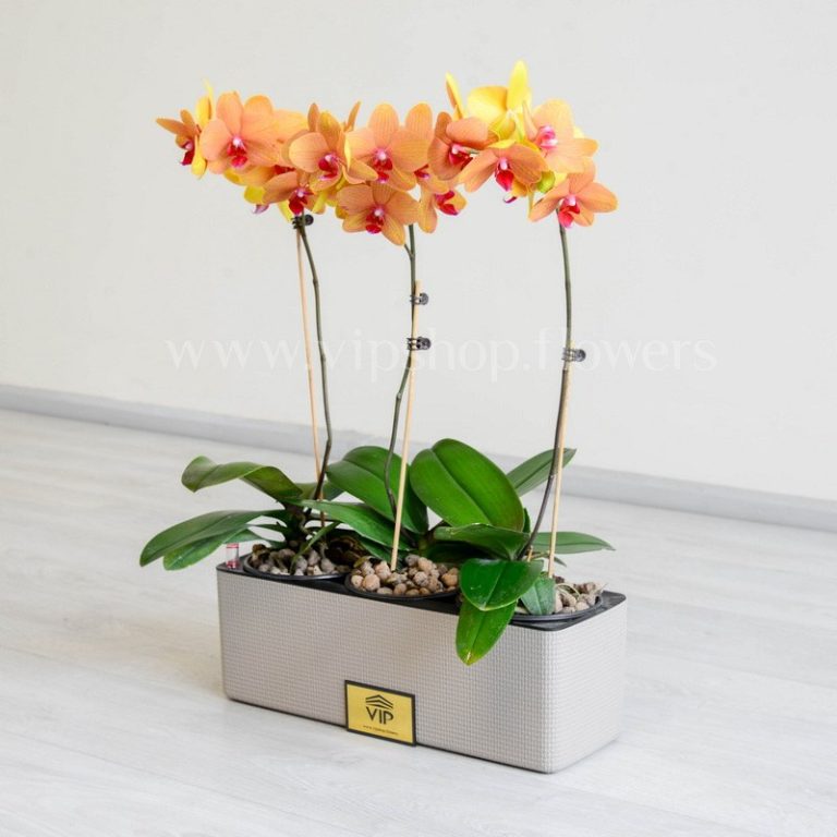 پک گلدان آپارتمانی لیمویی با گلدان زیبا