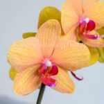 پک گلدان آپارتمانی لیمویی از زاویه نزدیک