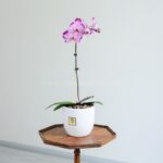 ارکیده زرد و بنفش تک شاخه