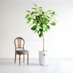 ابعاد فیکوس آلتیسیما طلایی بزرگ است.