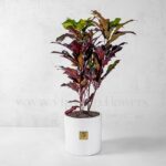 خرید اینترنتی گلدان آپارتمانی پامرغی بلک