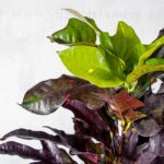 خرید اینترنتی گلدان آپارتمانی پامرغی بلک