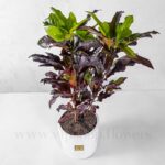 خرید اینترنتی گلدان آپارتمانی پامرغی بلک