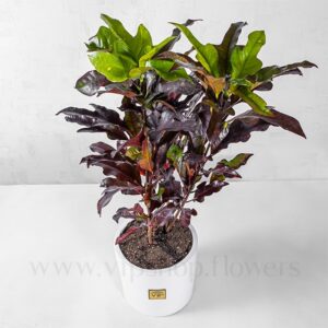 خرید اینترنتی گلدان آپارتمانی پامرغی بلک