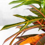 خرید آنلاین گلدان آپارتمانی کروتون پامرغی