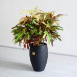 گلدان آپارتمانی کروتون پامرغی - Image 4