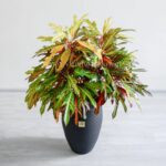 گلدان آپارتمانی پامرغی بزرگ بسیار رنگارنگ است.