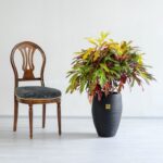 ابعاد کروتون پامرغی بزرگ است.