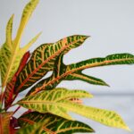 برگ های کروتون پامرغی زیبا است.