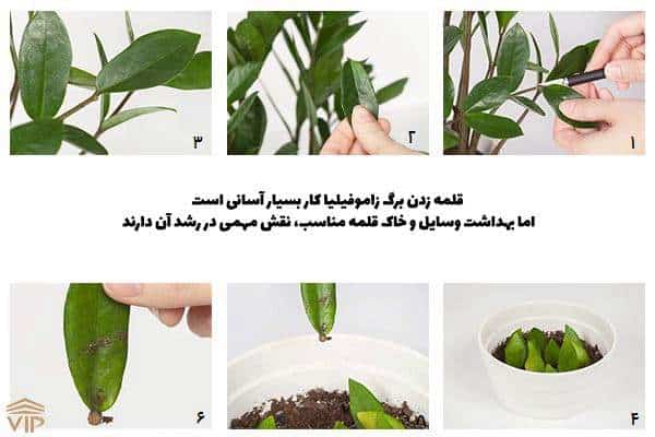 قلمه زدن برگ زاموفیلیا