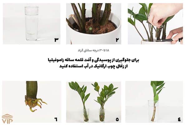 تکثیر زاموفیلیا از طریق ساقه