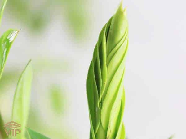 تکثیر زاموفیلیا از طریق پاجوش ها