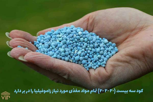 کوددهی زاموفیلیا