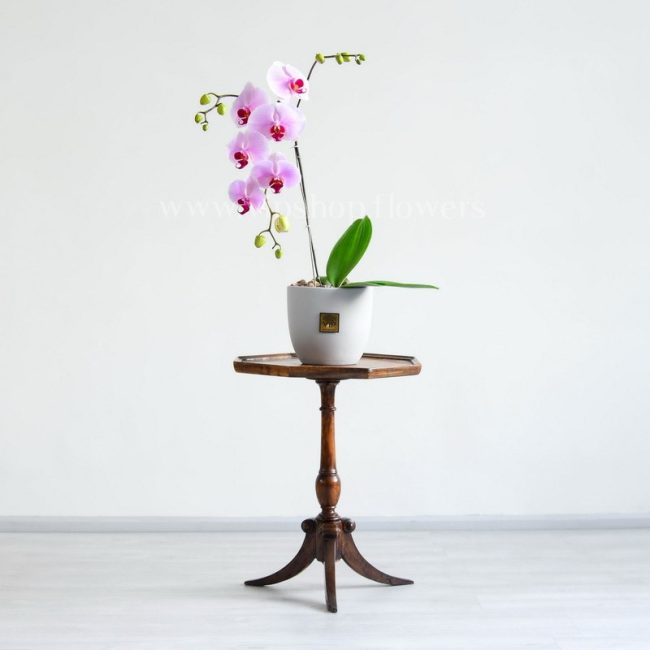 گلدان ارکیده صورتی روی میز