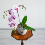 گلدان ارکیده صورتی از نمای بالا