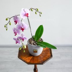 گلدان ارکیده صورتی از نمای بالا