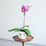 ارکیده بنفش رگه سفید تک شاخه چشم نواز است.