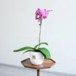 ارکیده بنفش رگه سفید تک شاخه چشم نواز است.
