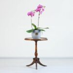 ارکیده بنفش رگه سفید بسیار زیبا است.