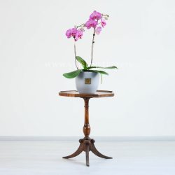ارکیده بنفش رگه سفید بسیار زیبا است.