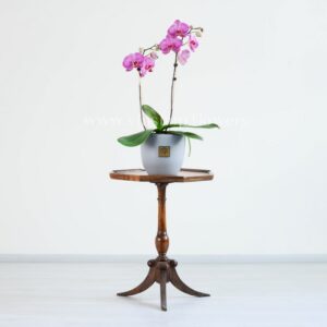 ارکیده بنفش رگه سفید بسیار زیبا است.